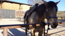 Horse waits for his rider at the Kay El Bar guest ranch in Wickenburg, Arizona.