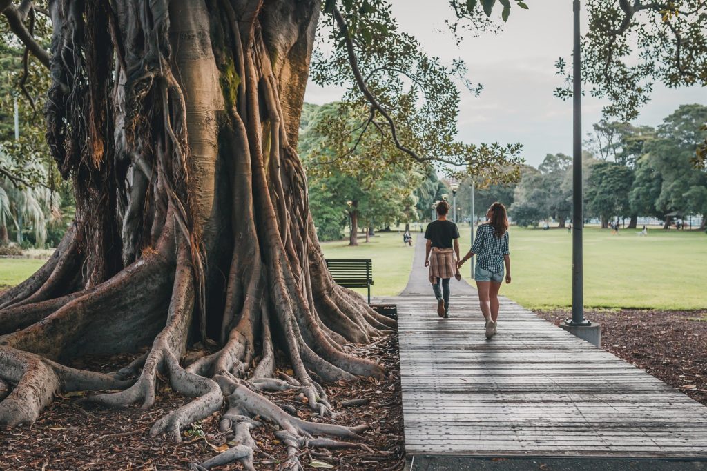 Beautiful old banyan tree in a park. Photo by Palinska for pixabay.