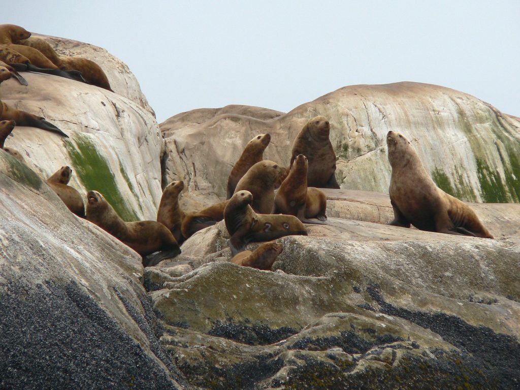 Steller sealions gather on the Alaska shoreline to watch cruise ships pass by.