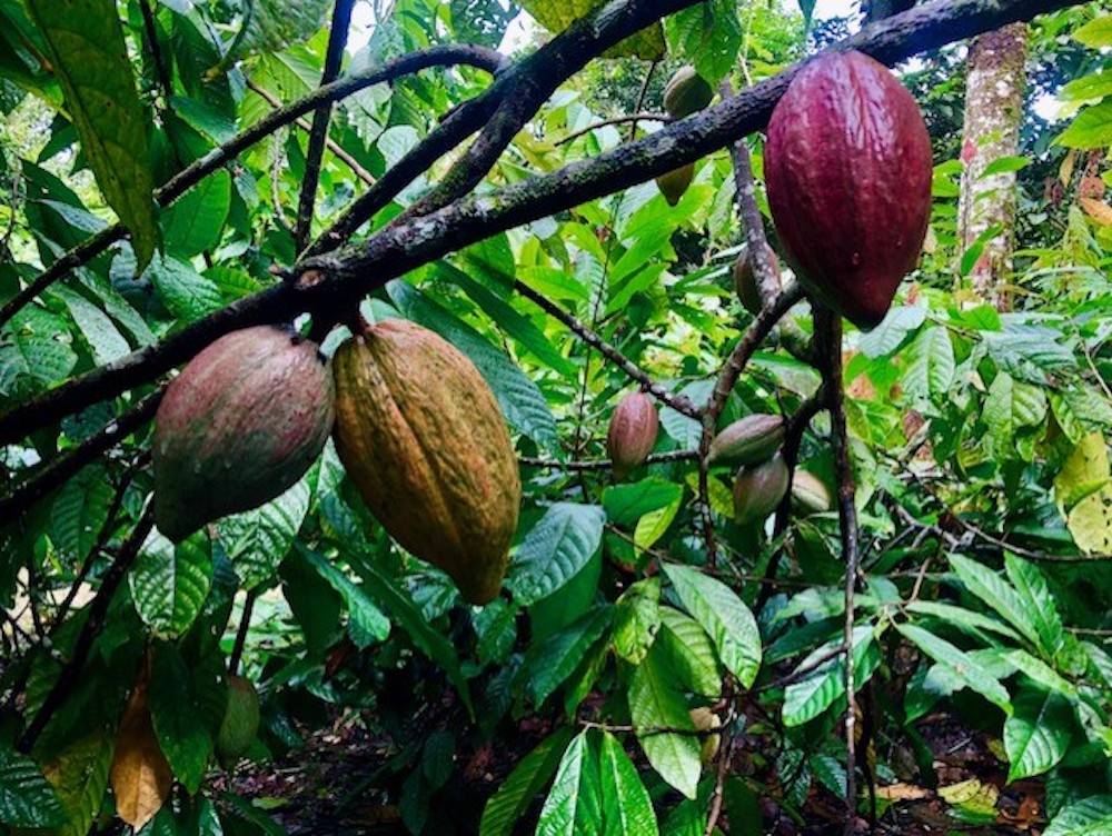 Cacao beans growing on trees in Costa Rica.