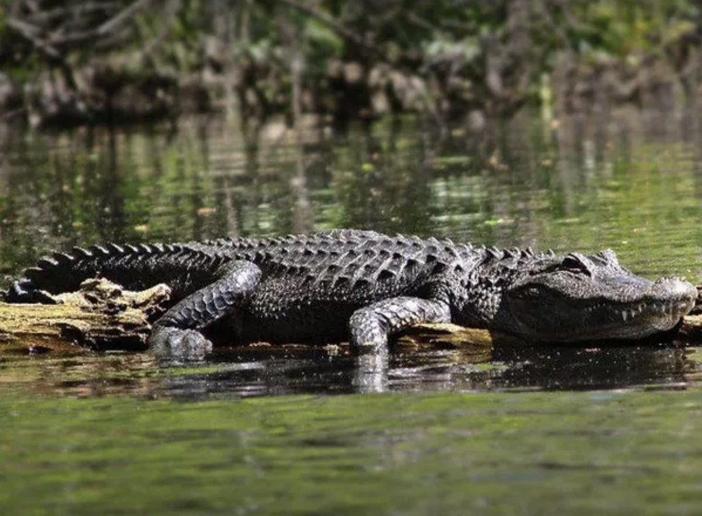 Alligator rests on a log in the Hillsborough River, Florida.
