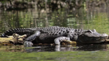 Alligator rests on a log in the Hillsborough River, Florida.