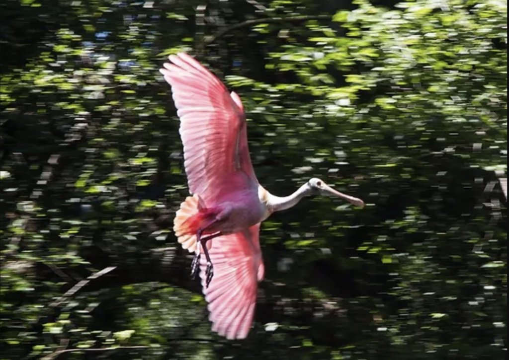Roseate spoonbill seen flying overhead while canoeing with Canoe Escapes in Central Florida