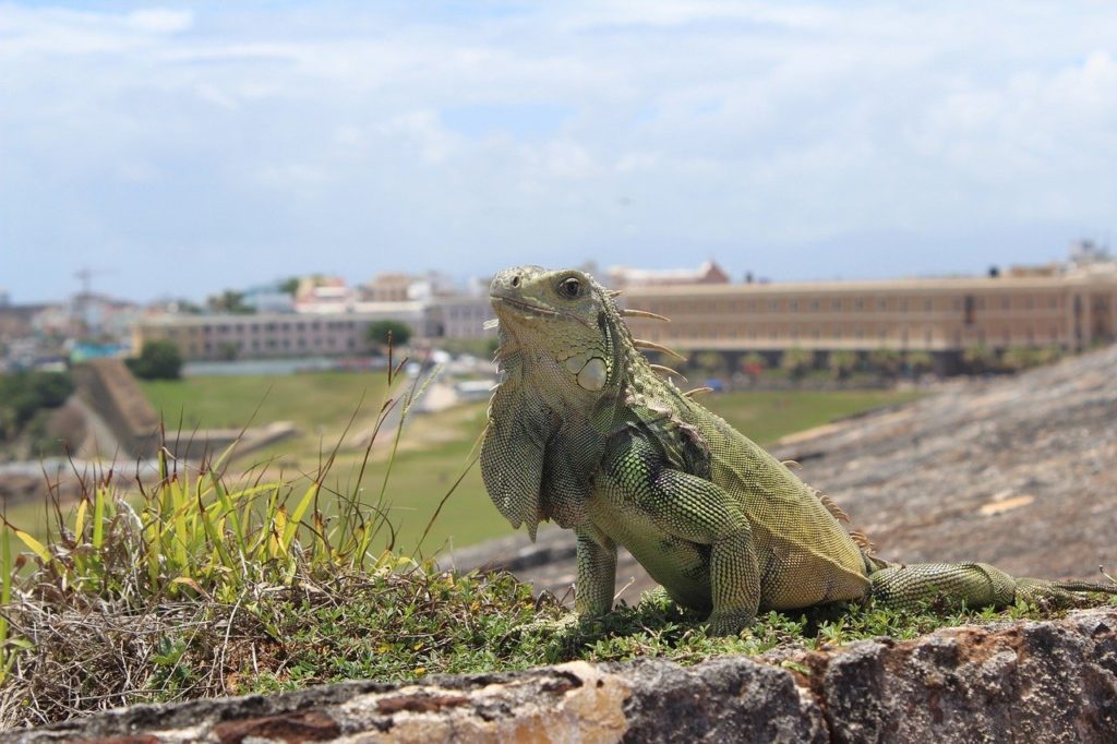 Closeup of an iguana with the Old San Juan Fort in the background, Puerto Rico.