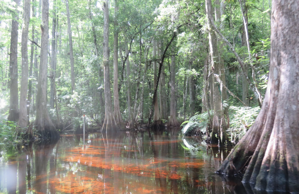 A cypress forest during low water on Shingle Creek, Shingle Creek Park in Florida.