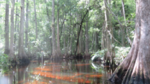 A cypress forest during low water on Shingle Creek, Shingle Creek Park in Florida.