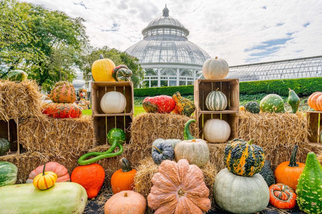 The Enid Haupt Conservatory at the Bronx Botanical Gardens showcases every variety of pumpkin during Fall-o-Ween. Photo c. New York Botanical Garden