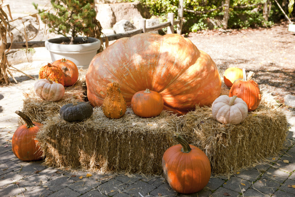 Pumpkins are displayed on a bale of hay in the Bronx during the NY Botanical Gardens Spooky Pumpkin Garden event. Photo c. New York Botanical Gardens