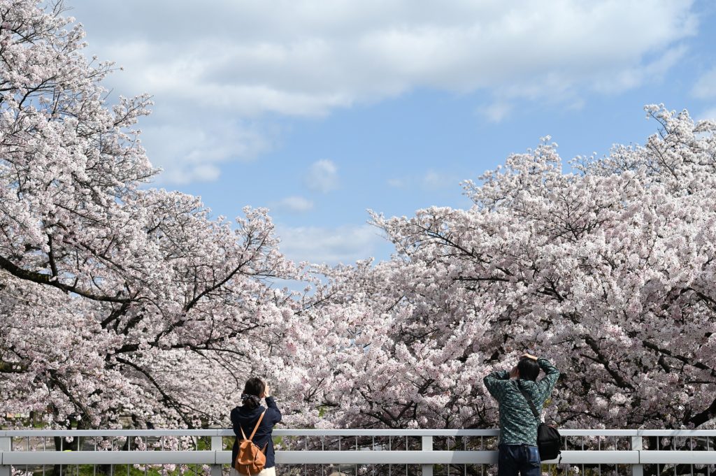 Two photographers taking pictures of cherry blossoms in Japan.