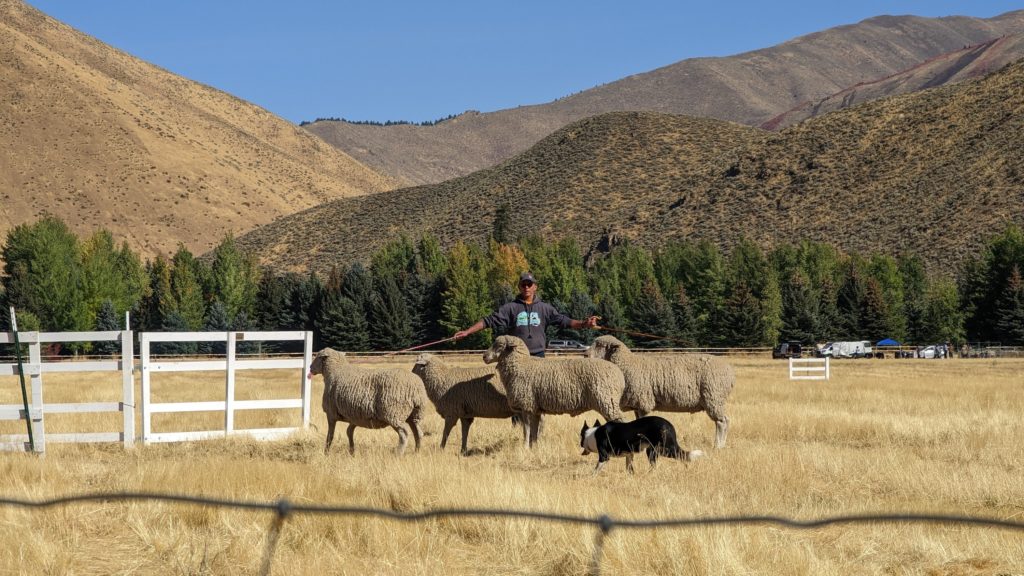 Border Collies are trained to herd wild sheep and compete to fence in the sheep of Sun Valley in annual Sheepdog Trials