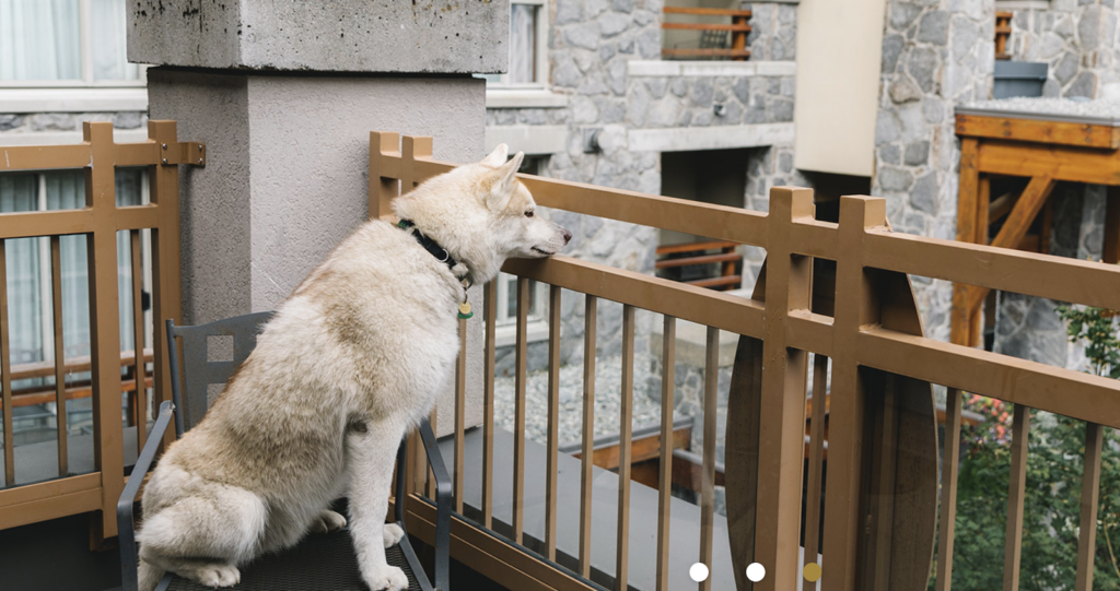 Husky dog sits on hotel room balcony overlooking Whistler Village in British Columbia, Canada.