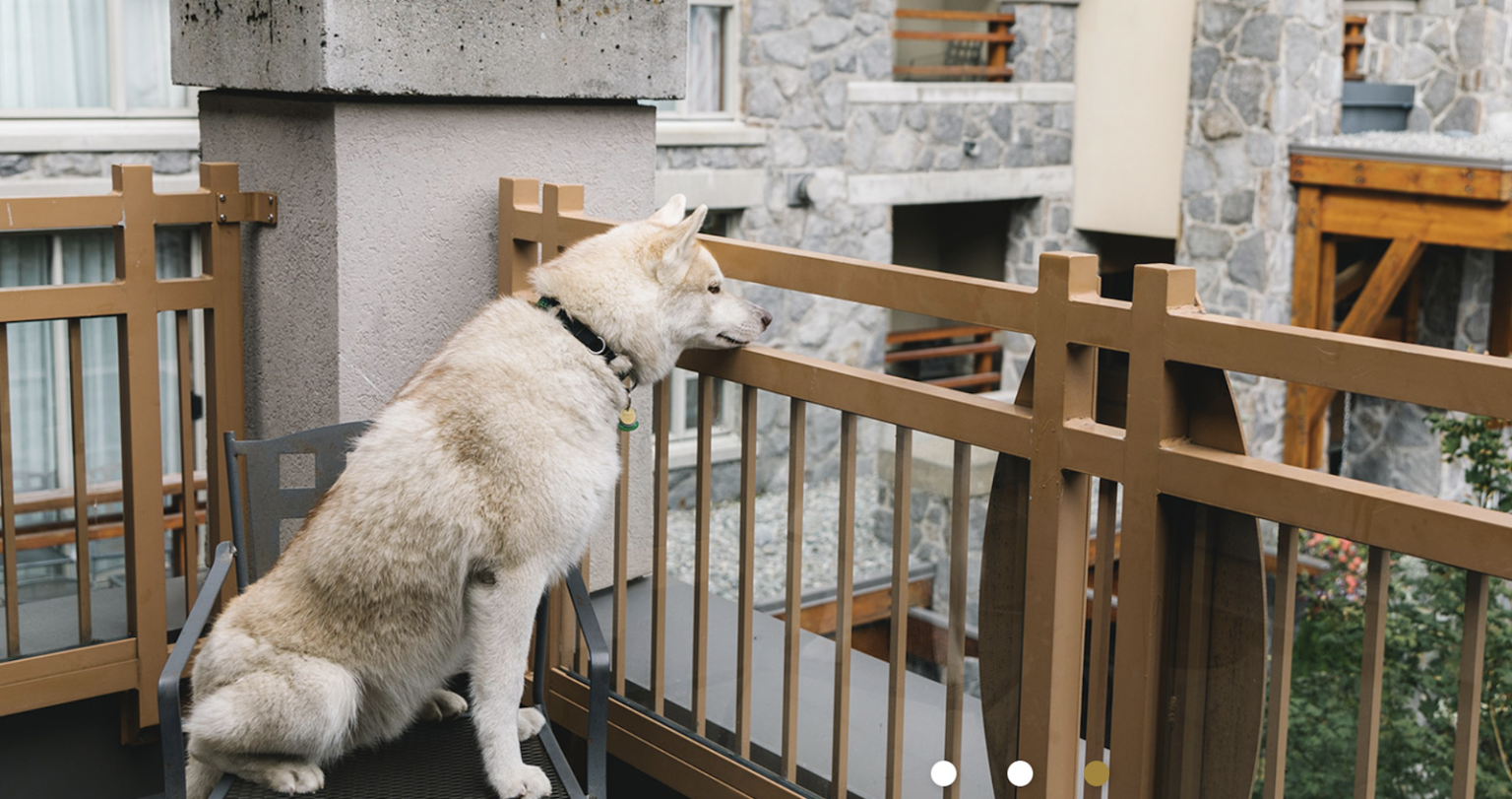 PetFriendly Ski And Snowsports Resorts My Family Travels