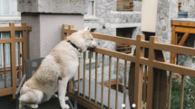 Husky dog sits on hotel room balcony overlooking Whistler Village in British Columbia, Canada.