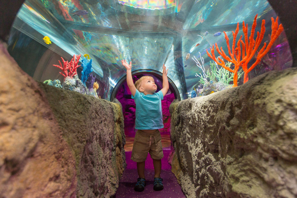 Little boy looks up at the ceiling of SEA LIFE Aquarium in Orlando.