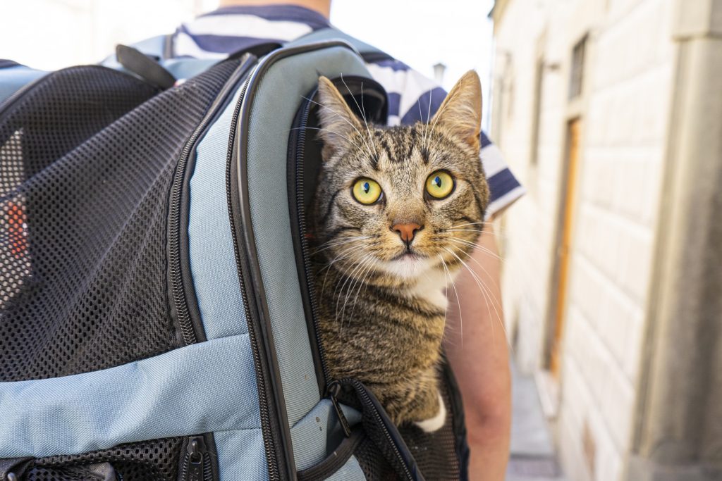 Lightweight waterproof carrying case for cats keeps them comfortable when traveling away from home. Photo by Dominick Vietor via pixabay.