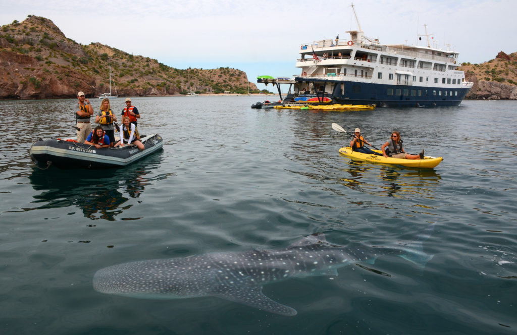 Skiff tour from an Uncruise Adventures ship kayaks past a whale shark in Baja California.