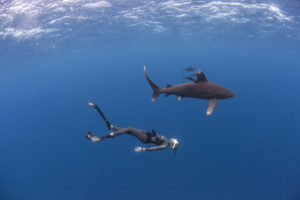 Diver free diving underwater off the island of Bali wtih a shark swimming above.