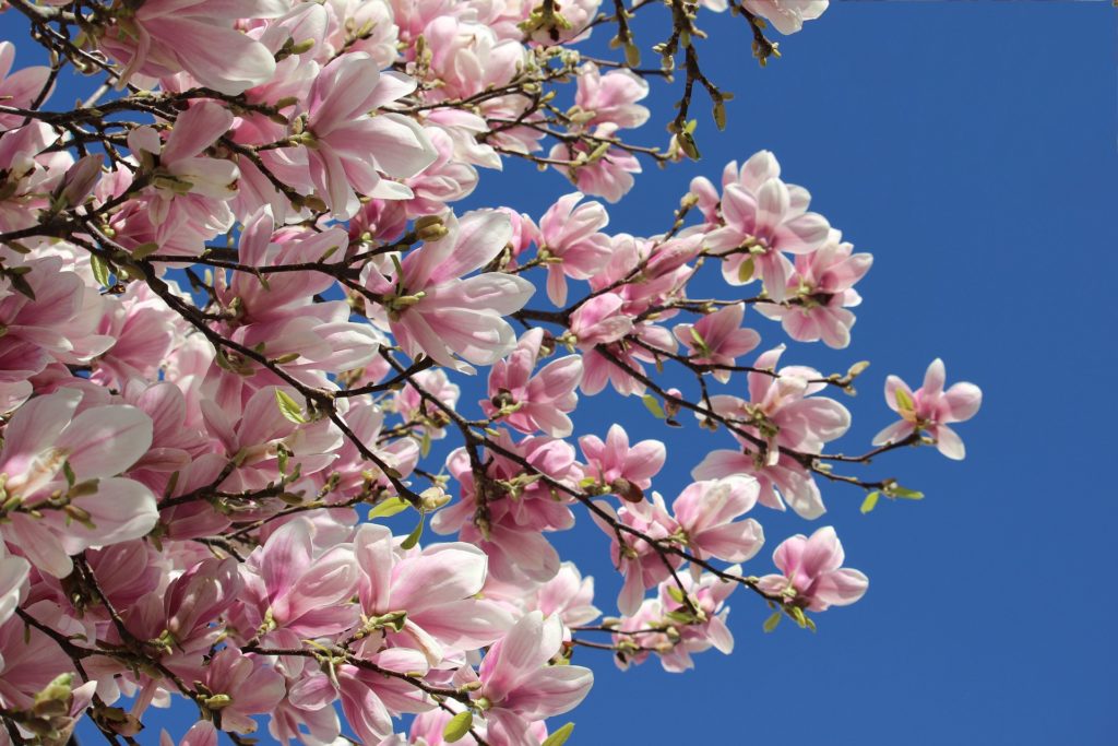 Closeup of pink cherry blossoms on tree looking skyward. Photo c. The Smell of Roses-pixabay