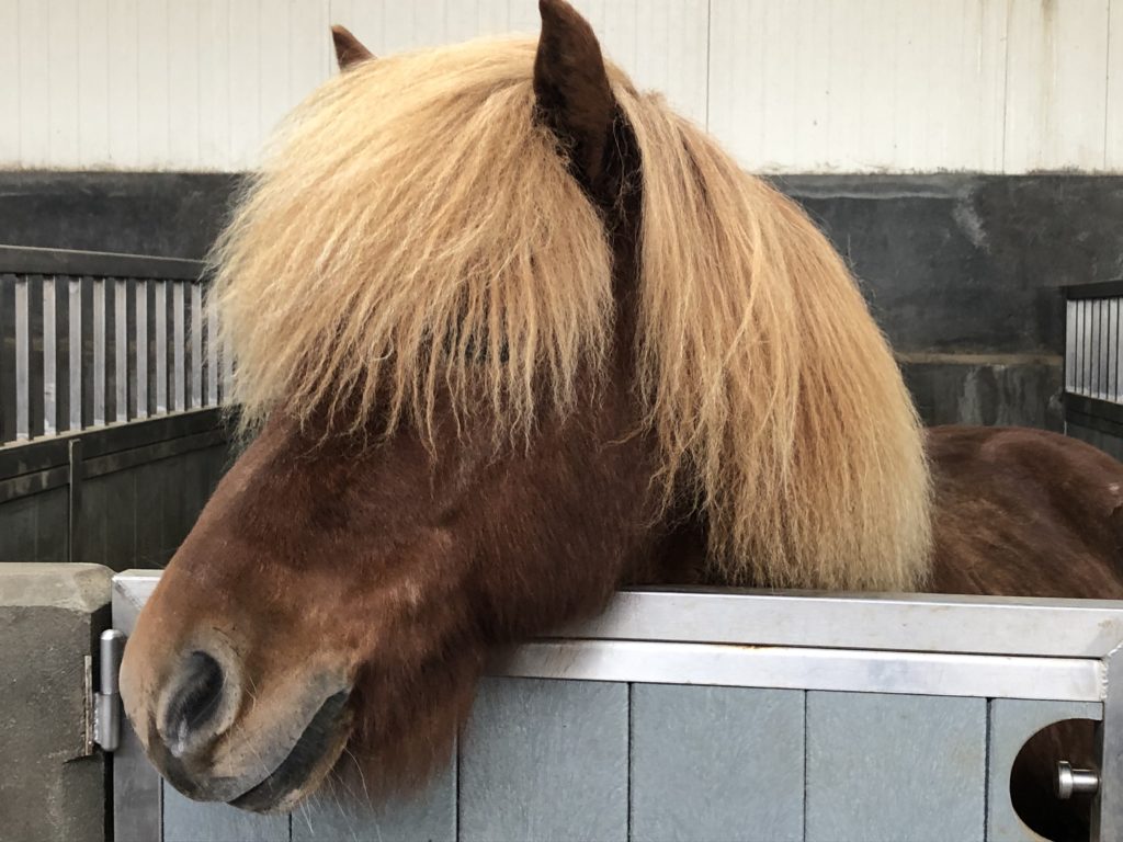 The distinctive breed of Icelandic horses at Horse World have bushy manes and ornate hairdos Photo by Bethany Kandel