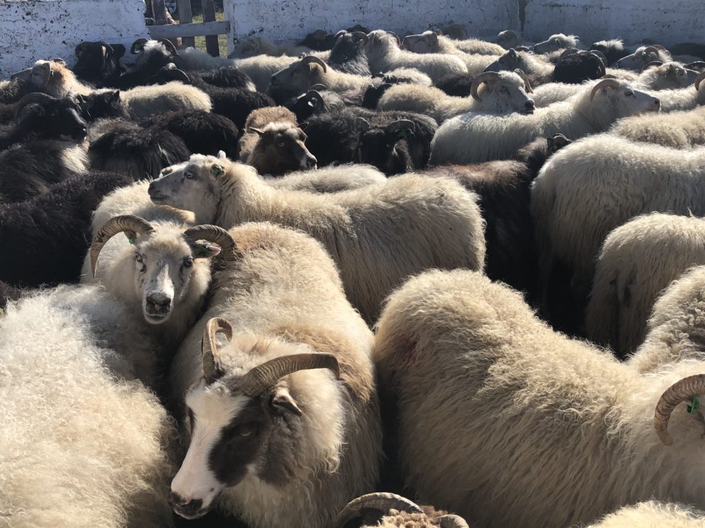 Herd of sheep at Rettir Festival in Iceland. Photo c. Bethany Kandel.