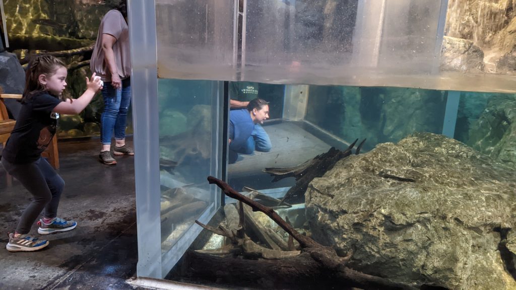 Girl taking pictures of otters in their tank at the Wild Center, Tupper Lake, New York.