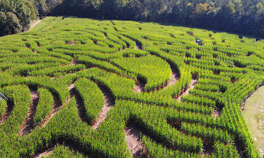 A sculpted corn maze at the Kersey Farm and Maize Adventure in North Carolina.