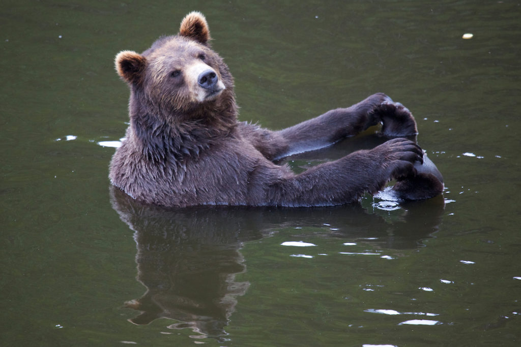 a bear up close in the Alaska wilderness