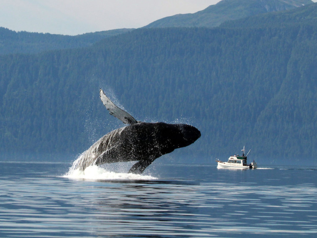 Whale breaching the water of Glacier Bay National Park as witnessed by a tourist skiff. Photo. c. Uncruise Adventures.