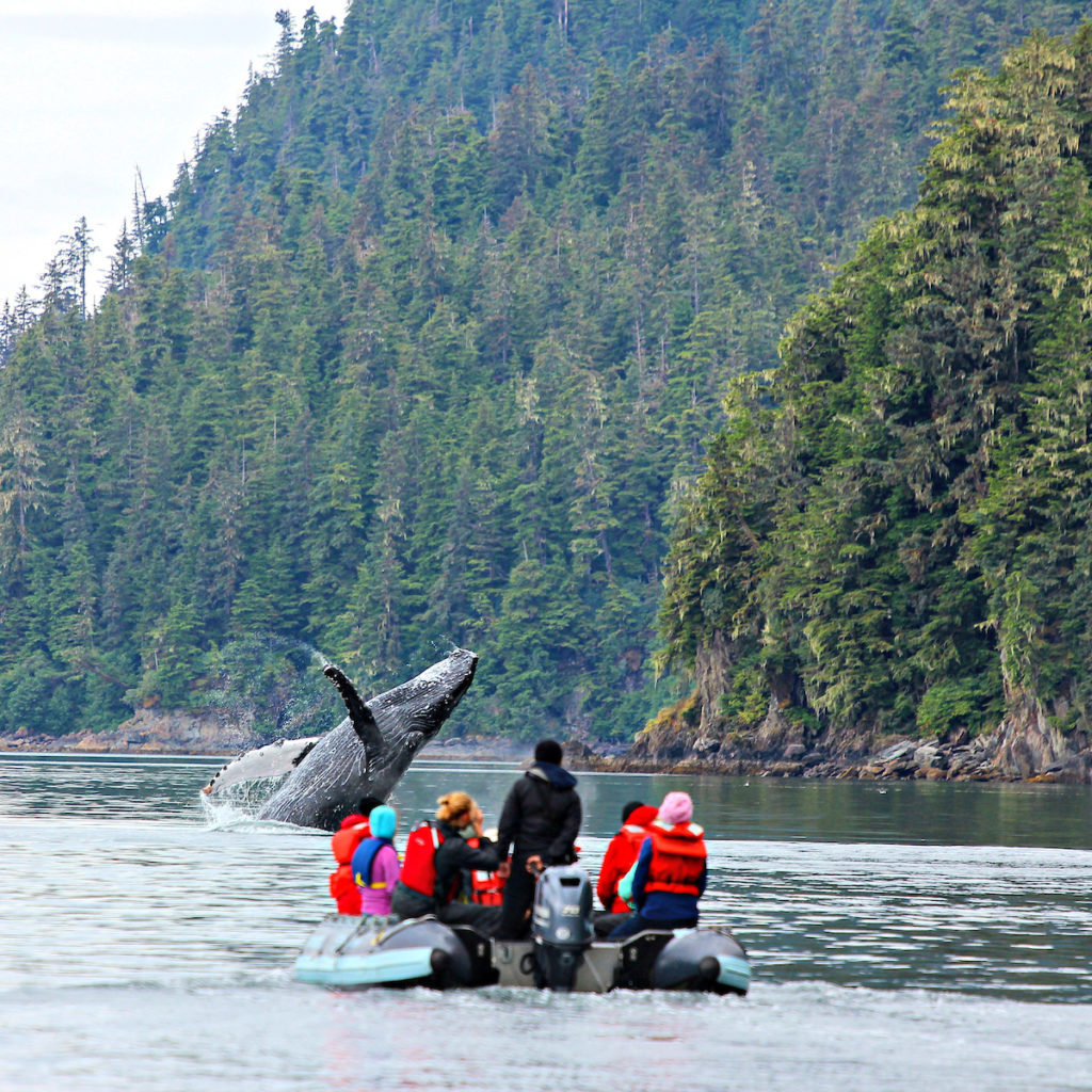 A whale breaching in front of a skiff on an UnCruise Alaska trip. Photo c. UnCruise Adventures