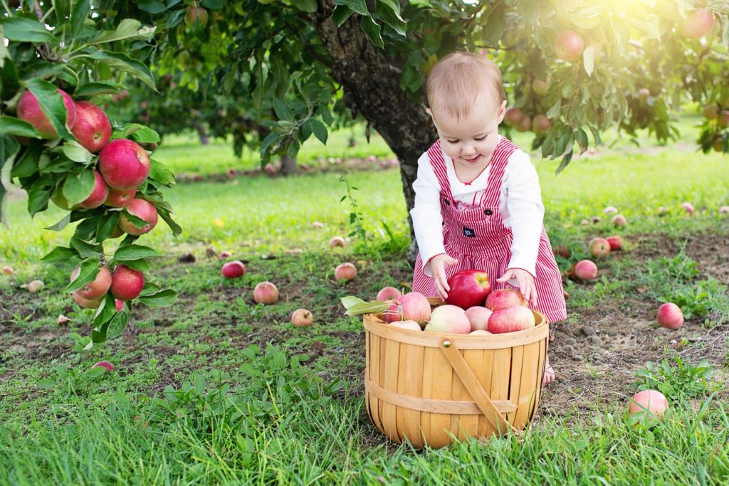 Young girl picking apples in an orchard and putting them into a wicker basket.