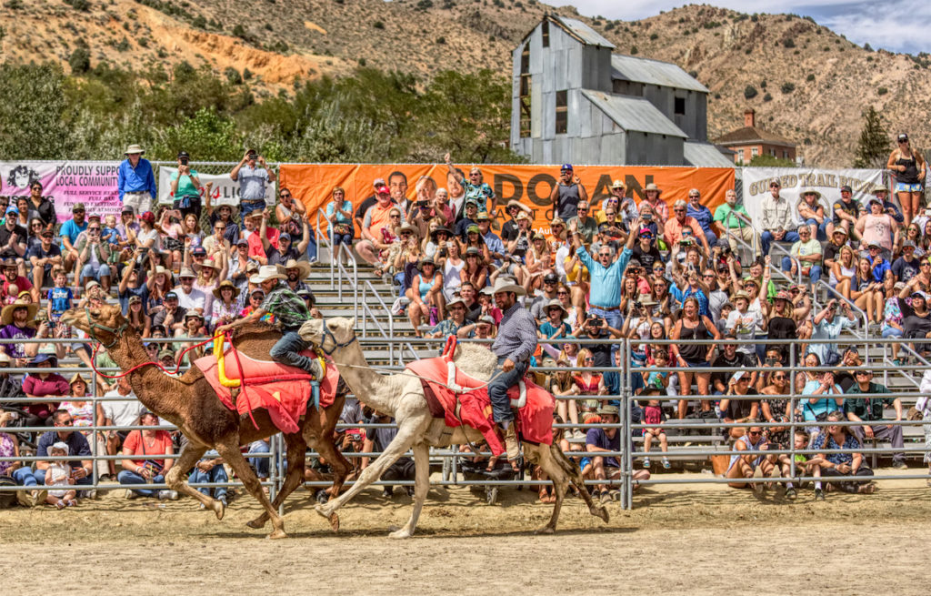 Very enthusiastic crowd in the stands at the Camel Races in Virginia City, Nevada. Photo c. Liz Huntington for VisitVirginiaCityNV.com