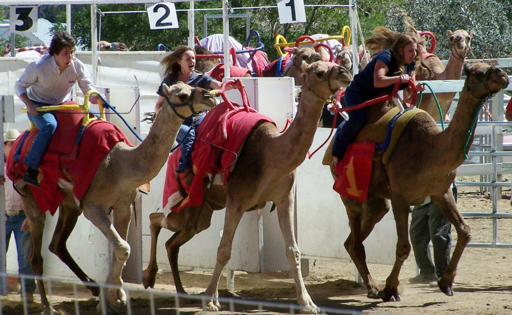 Jockeys come from a variety of backgrounds at the Camel and Ostrich Races in Virginia City, Nevada. Photo c. Allison Tibaldi
