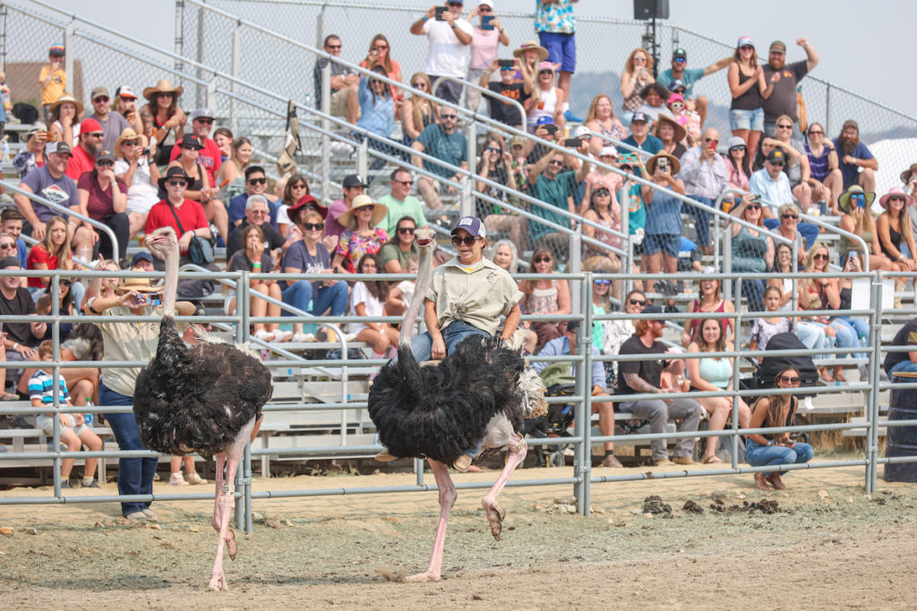 An ostrich with a rider and one without anyone guiding it participate in the Camel Races.. Photo c. VisitVirginiaCityNV.com