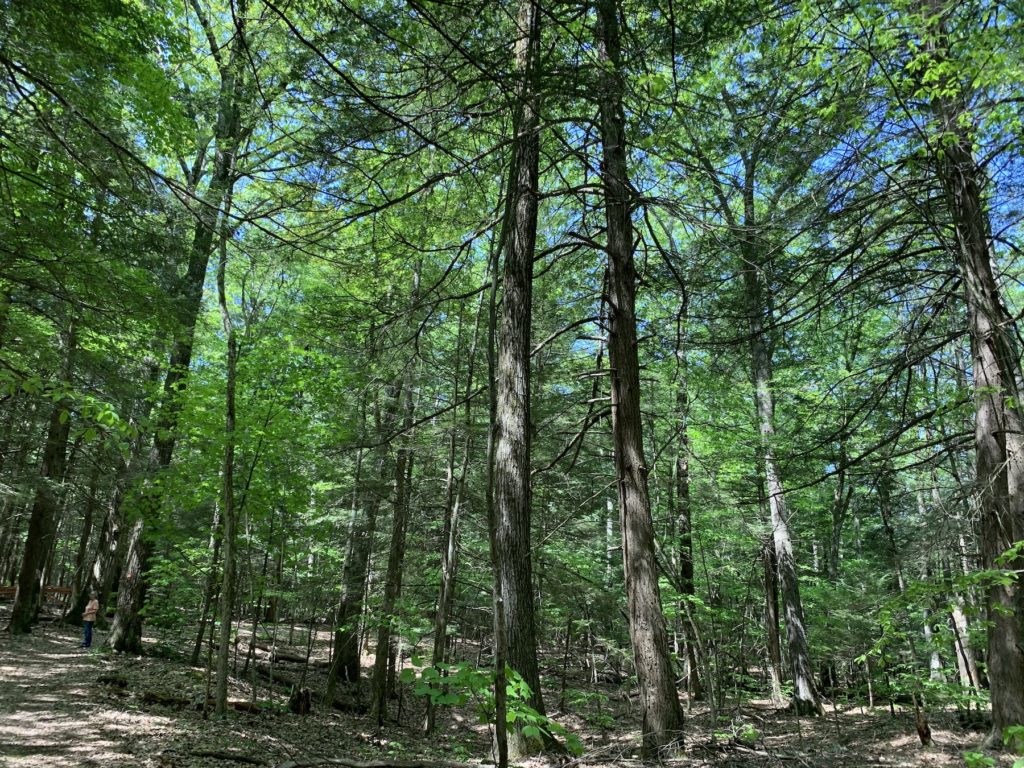 The wooded forest near downtown Pittslfied, Massachusetts