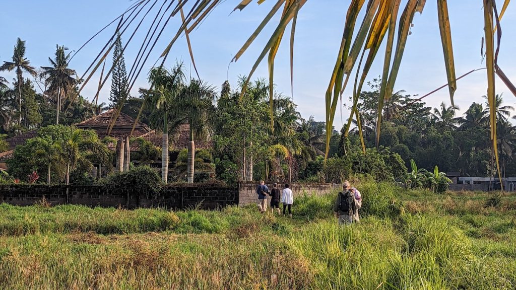 Pure Bali Tours leads a hike thorugh the rice paddies outside Ubud to study Bali's agricultural lifestyle and planting customs.
