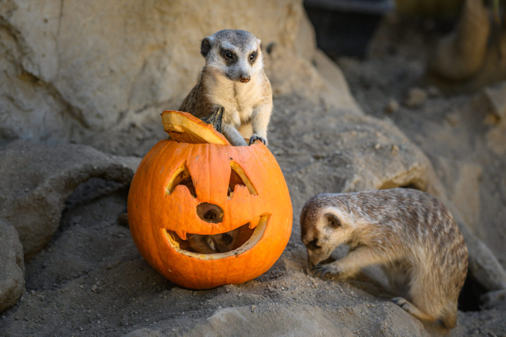 Meerkats enjoy Halloween season at the Boo at the L.A. Zoo events. Photo c. LAZoo