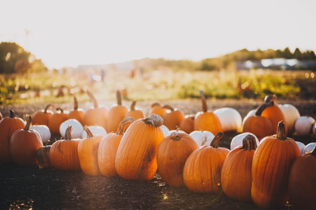 Orange pumpkins and white gourds are ready for your selection in late September.