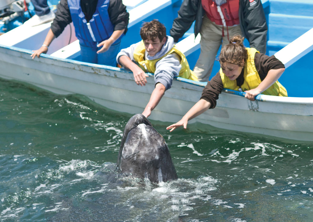 Kids reaching over the side of an Uncruise Adventures skiff reach out to touch a gray whale swimming off the coast of Baja California Sur, Mexico.