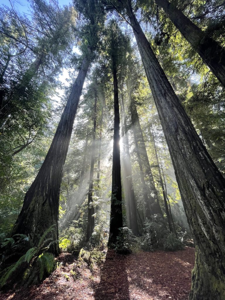 Massive Redwoods in morning dew. Photo by Lindsey Scot Ernst.