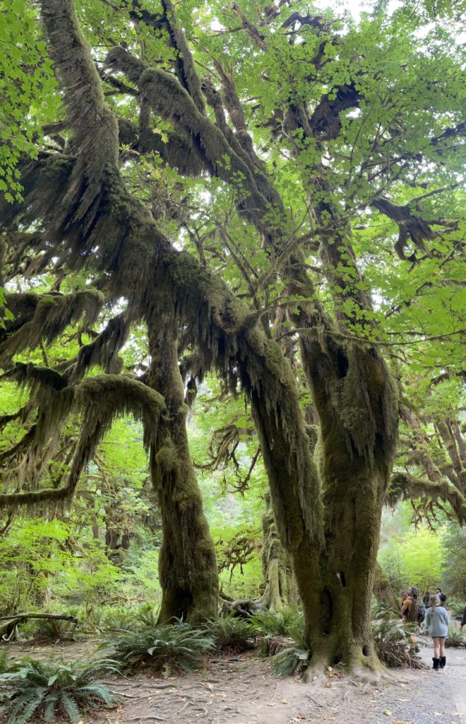 People walk along the dirt Hall of Mosses trail in Hoh Rainforest, Olympic National Park, Washington. Credit: Lindsey Scot Ernst