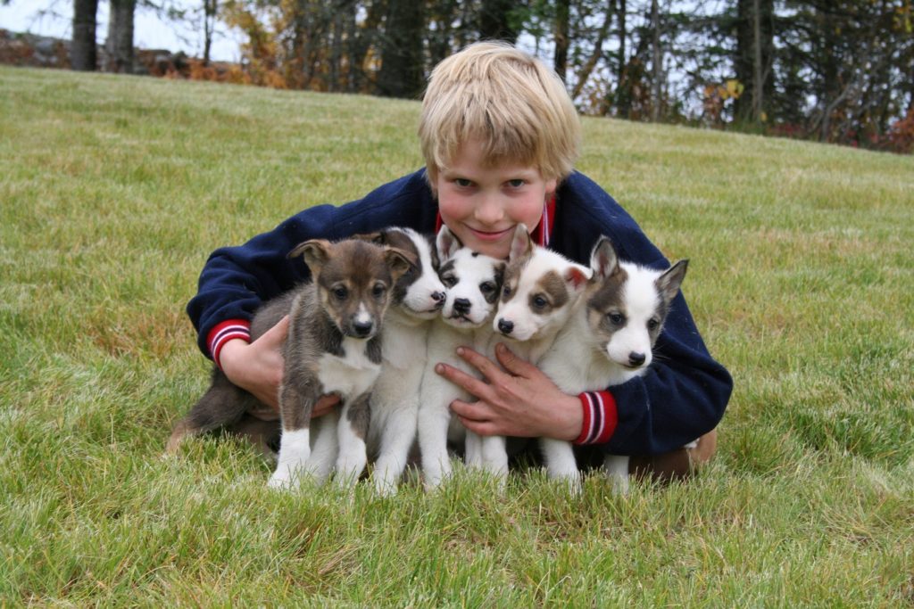 Meet sled dog puppies on an excursion in Alaska with Holland America Line cruises.