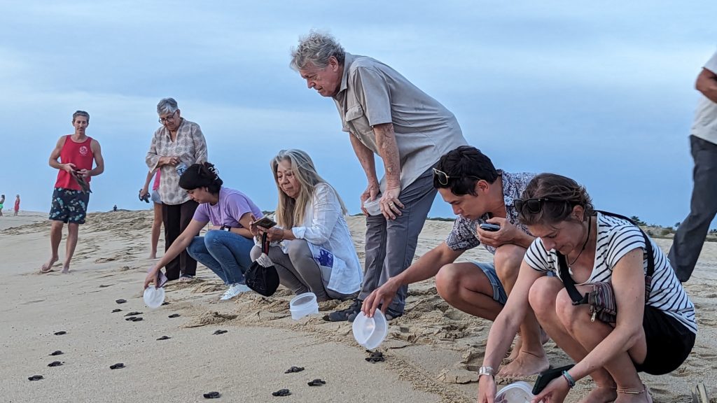 Visitors to La Playita at Todos Santos carefully release sea turtle hatchlings to the sea at dusk.
