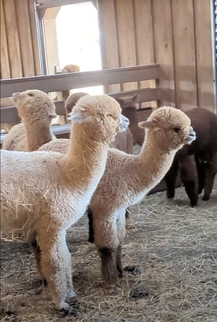 Take a farm tour to pet baby alpacas in their pen at Buck Brook Farm, a Sullivan Catskills family attrction.