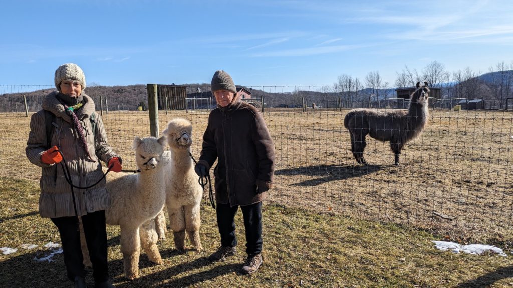 Woman and man with two alpacas, with a llama in the background, at Buck Brook Farm in the Catskills.