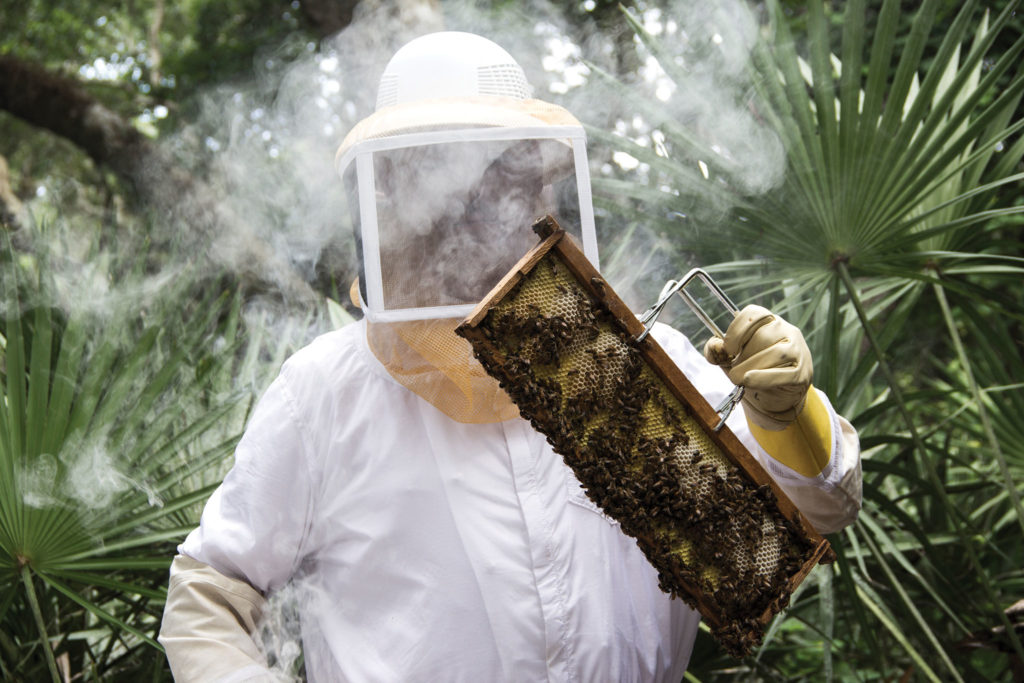 Beekeeper at work at the Omni Amelia Island resort's Sprouting Project.