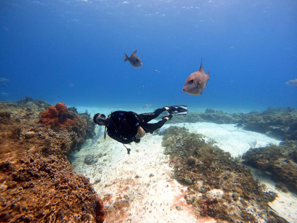 Scuba diver and fish under the sea off the Mexican coast of Cozumel, Mexico. Photo by Mati for pexels.