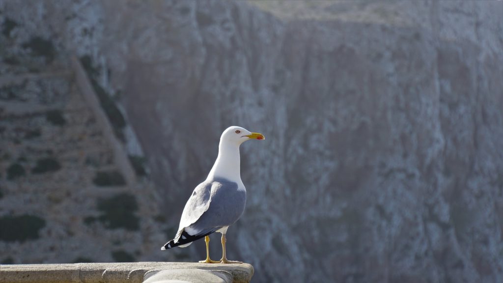 Gull on shoreline of Cap de Formentor off Mallorca, Spain. Photo c. Mylene2401 for pixabay