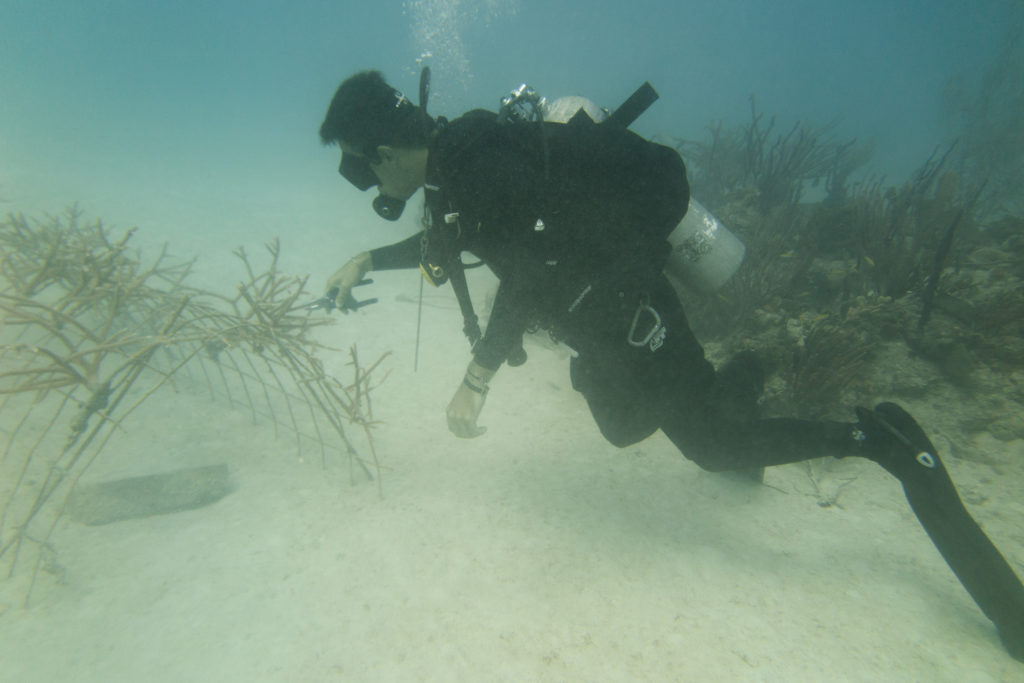 Diver working on a coral nursery reef protection system near the Viva Fortuna Beach by Wyndham resort. Photo c. Viva Wyndham