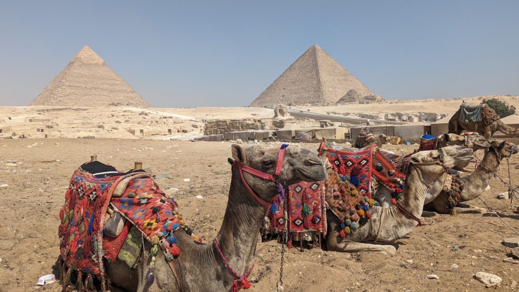 Camels with ornate wool saddles wait for tourists to book them outside the Pyramids of Giza, Egypt.