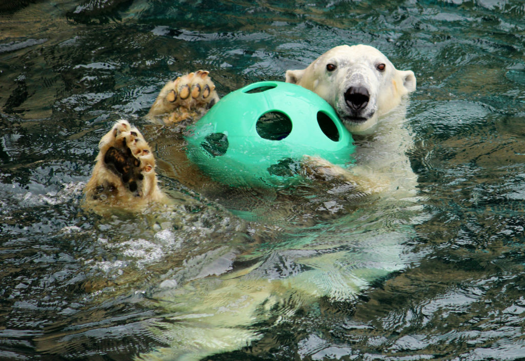Polar bear plays with green soccer ball while swimming on his back at the Kansas City Zoo. Photo c. VisitKC